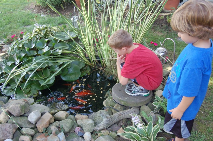 feeding goldfish