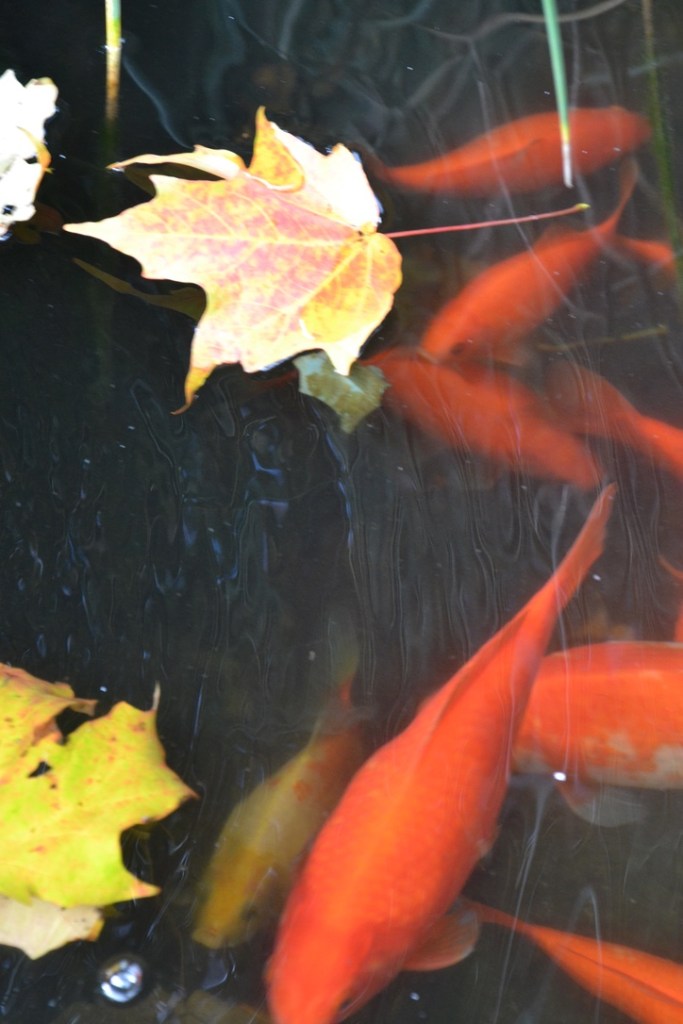 Fall garden pond