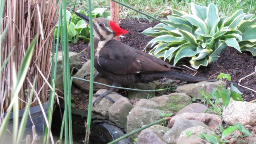 pileated woodpeacker, pond