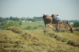 raking hay, Amish, making hay