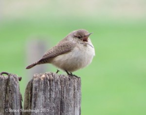 Rock Wren, rare birds, spring migration