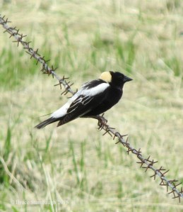 Bobolink, song birds