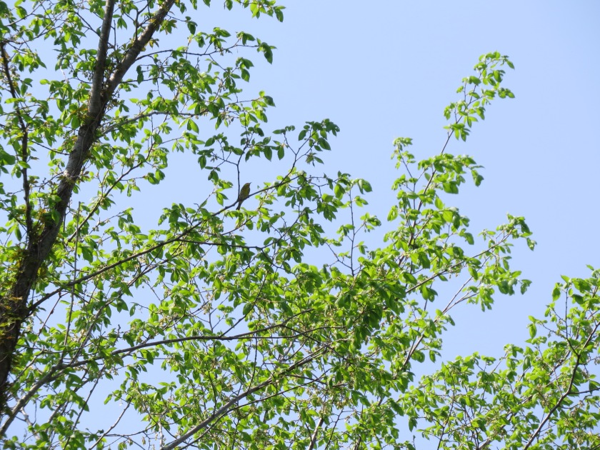 Bay-breasted Warbler, migratiing birds, locating birds