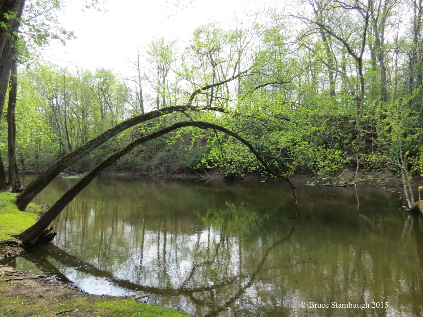 trees over river, rainbow