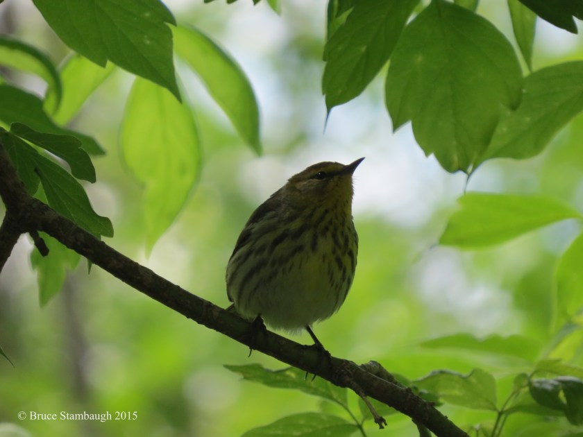 cape may warbler