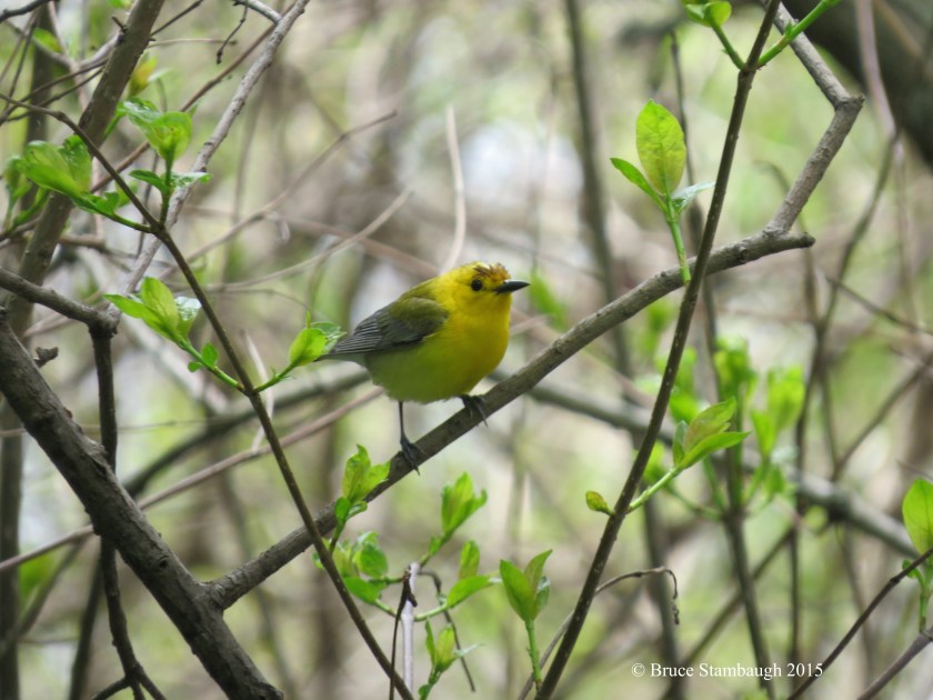 prothonotary warbler, warblers