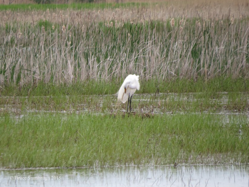 Great Egret, preening