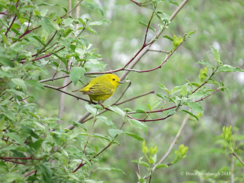 yellow warbler