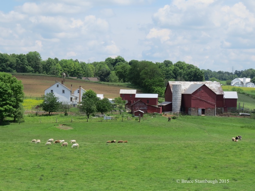 pastoral scene, Holmes County Ohio, sheep grazing