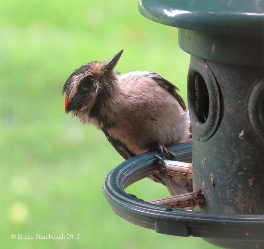 downy woodpecker