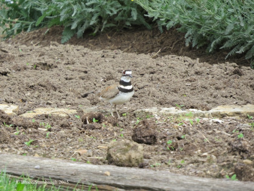 Killdeer, Amish garden