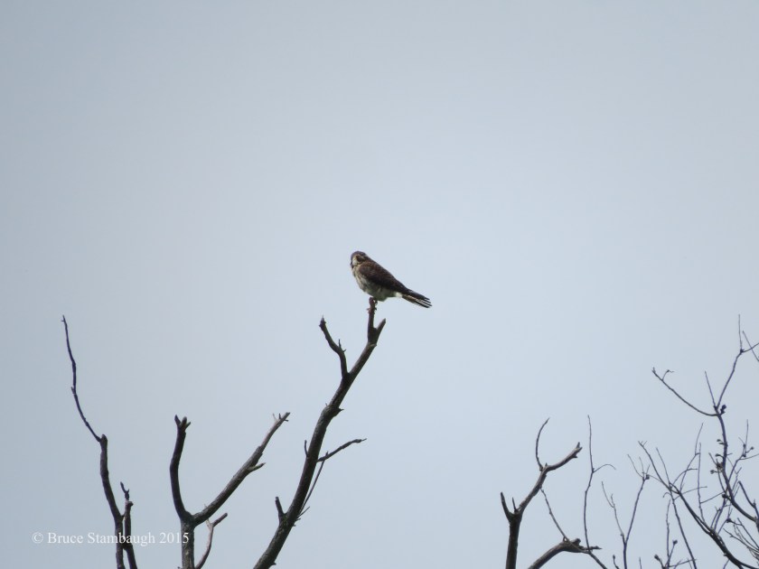 American Kestrel, Bruce Stambaugh