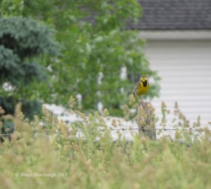 eastern meadowlark, songbirds
