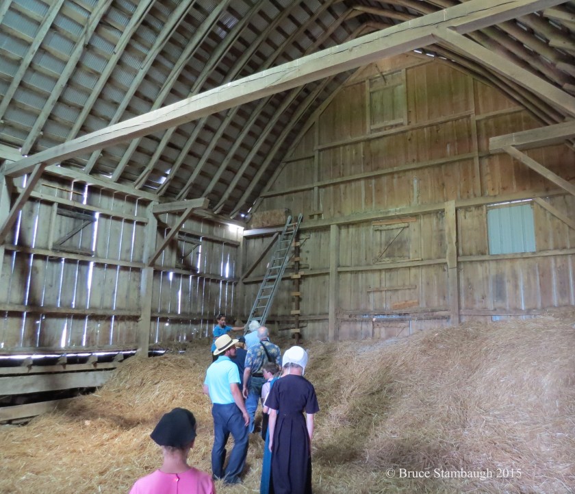 baby birds, Amish barn, climbing the ladder
