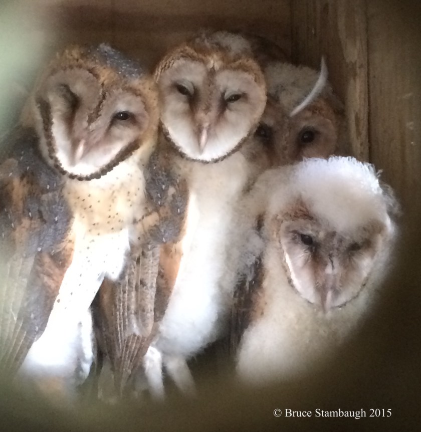 Barn Owls, baby barn owls
