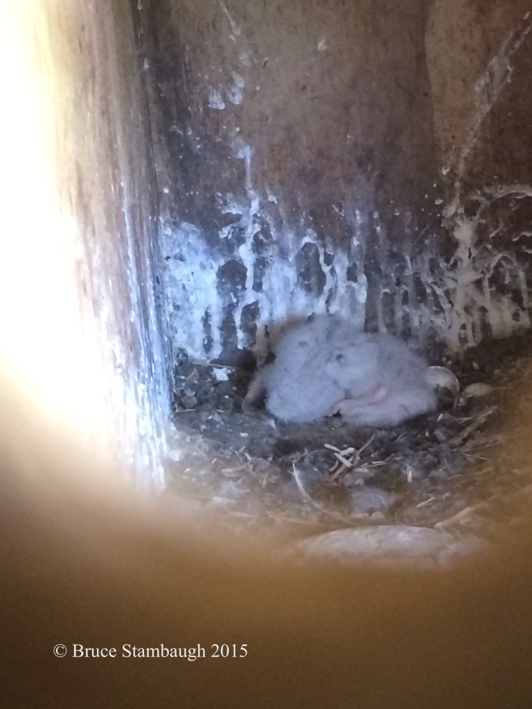 Baby American Kestrels, kestrels