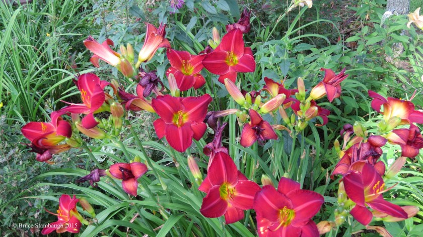 day lilies