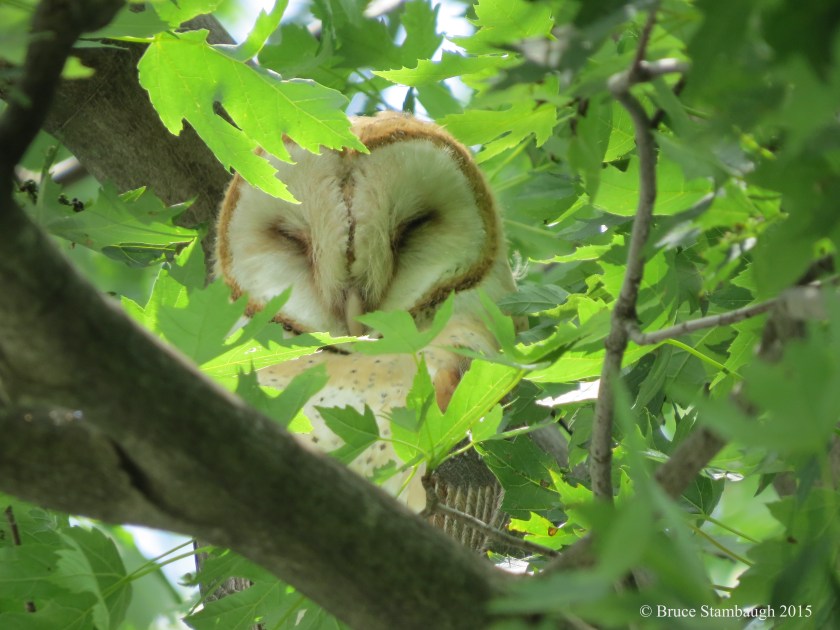 sleeping barn owl, juvenile barn owl