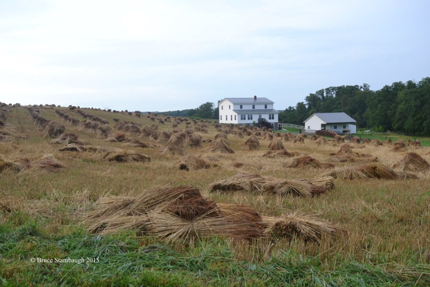 shocks down, Amish country
