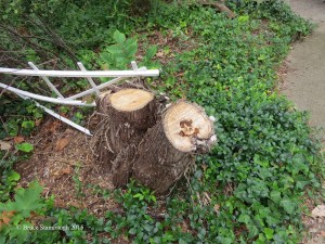 smiley face in stump
