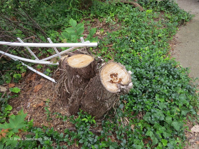 smiley face in stump