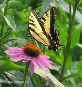 Tiger Swallowtail, Conflower
