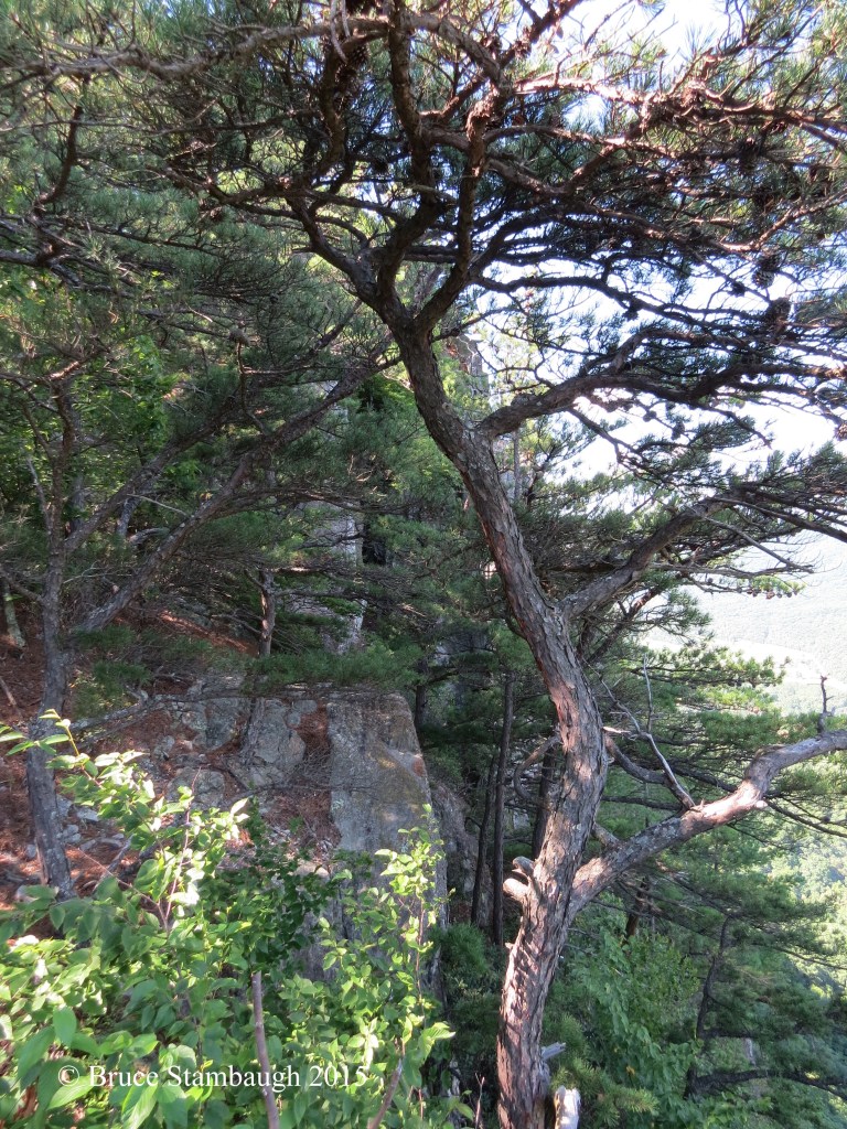 cliff face Seneca Rocks