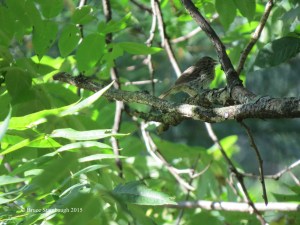 young song sparrow, birding