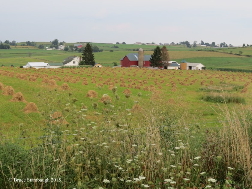 oats shocks, Holmes Co. OH