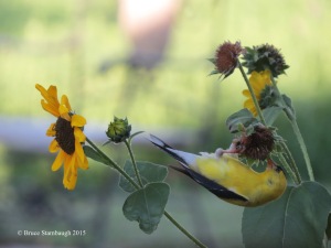 American Goldfinch on sunflower
