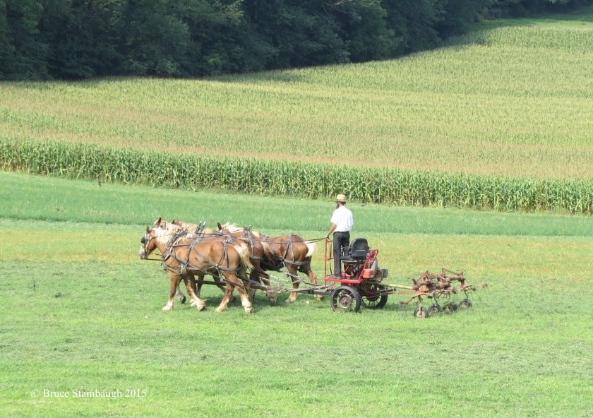 fluffing hay, teddering hay