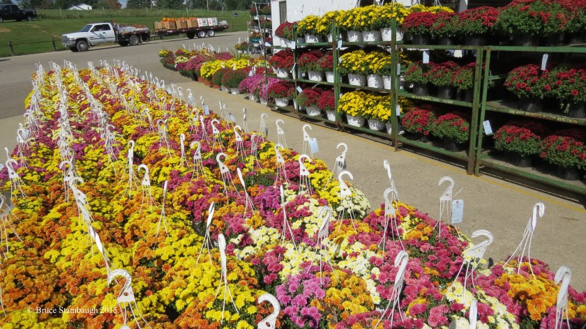 mums, produce auction