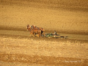 Amish, plowing