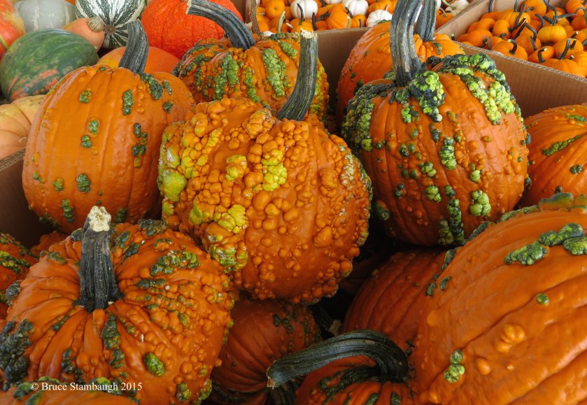 gourds, pumpkins