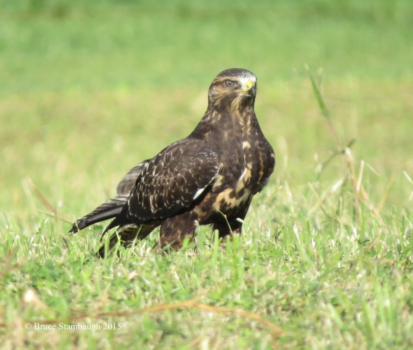 Swainson's Hawk, Holmes Co. OH
