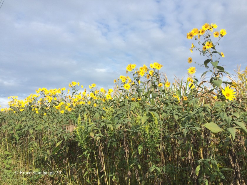 wild sunflowers
