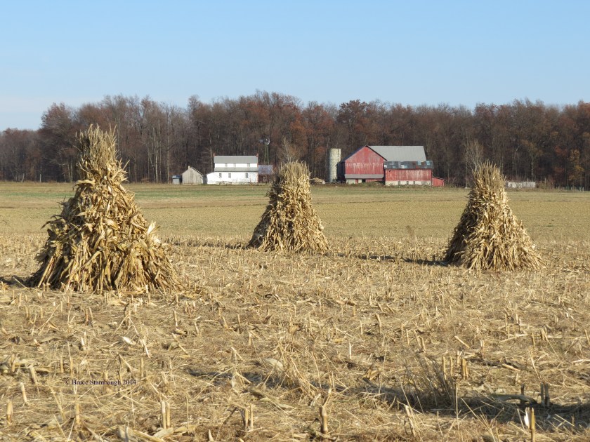 corn shocks, Amish farm
