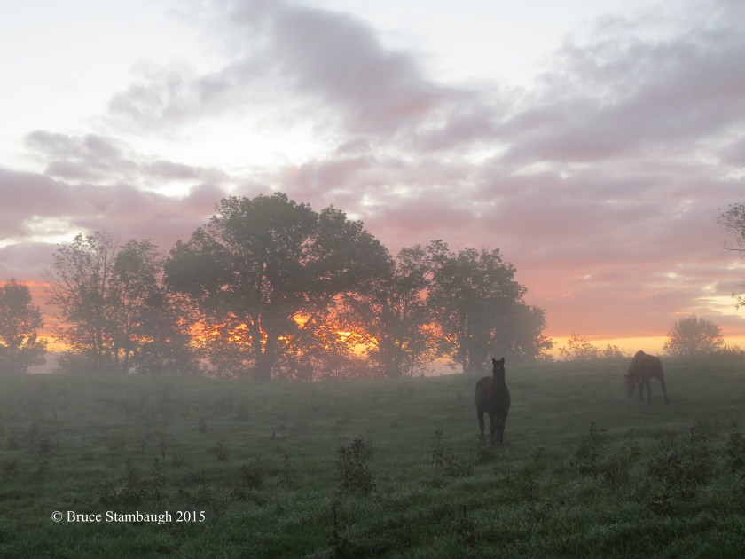 horses, sunrise