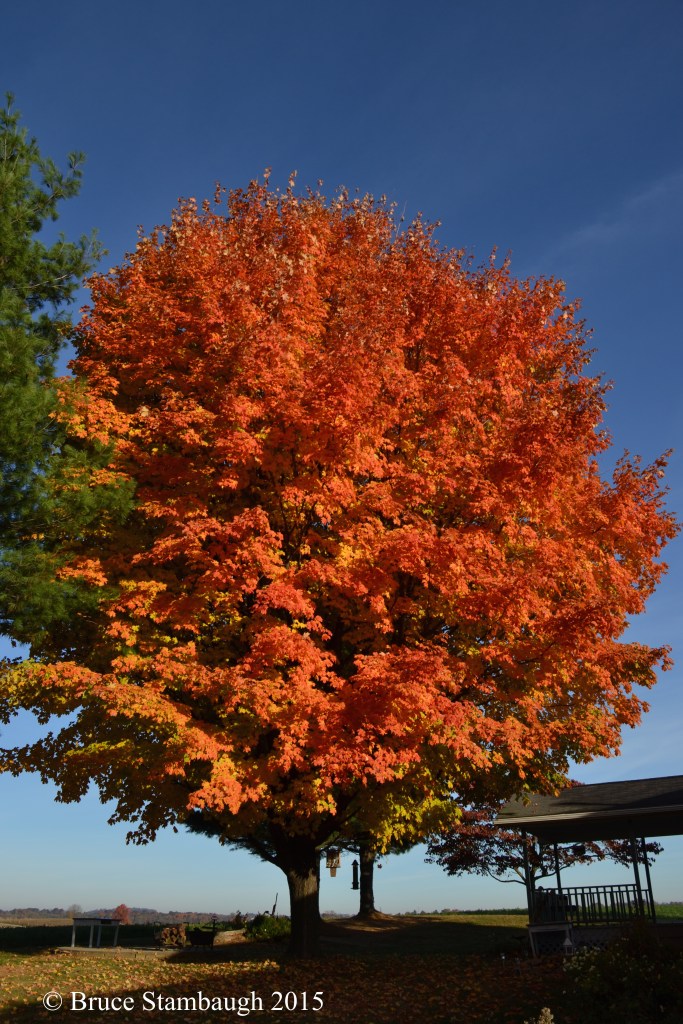 sugar maple orange