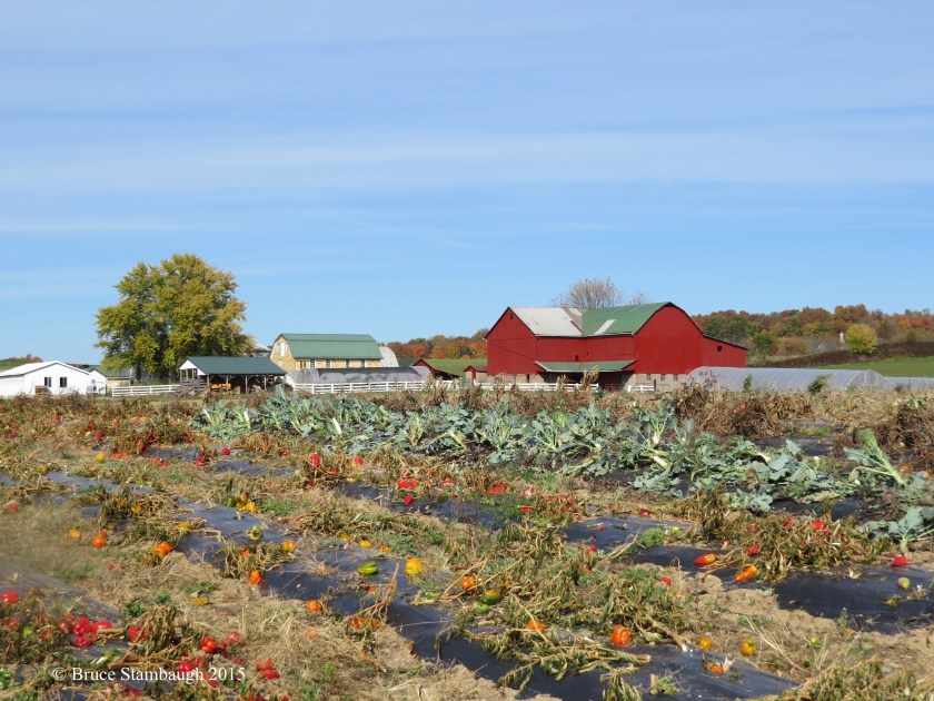 Amish produce farm