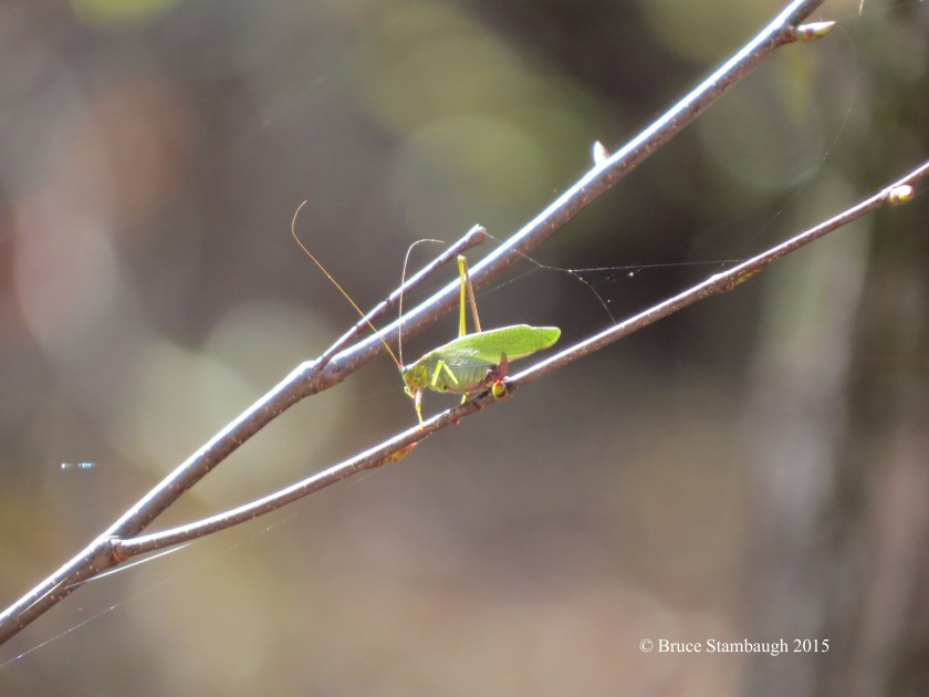 katydid, backlit