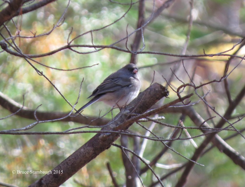 Dark-eyed Junco, bird migration
