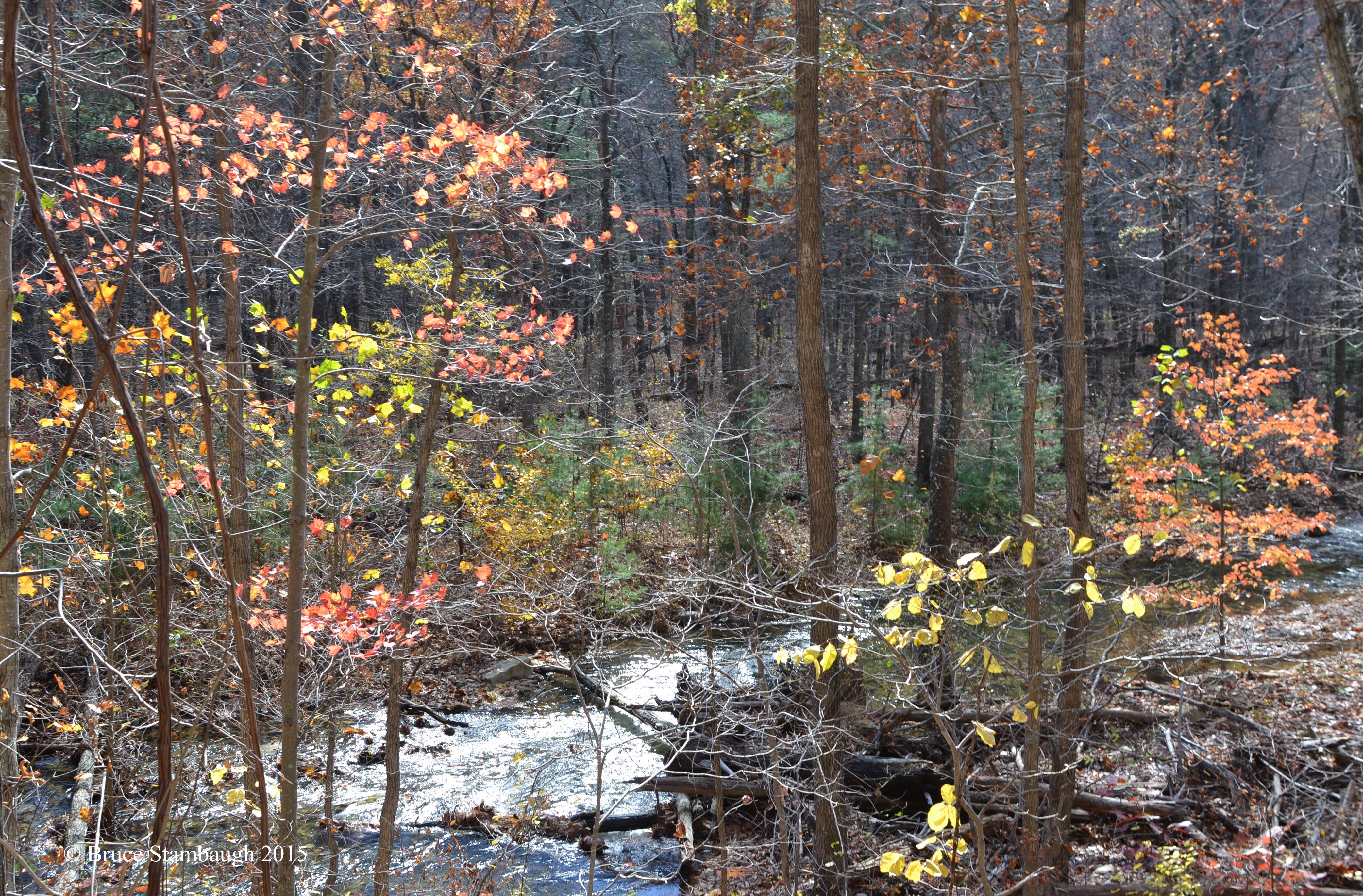autumn leaves, back lighting