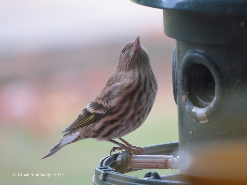 Pine Siskin, birding