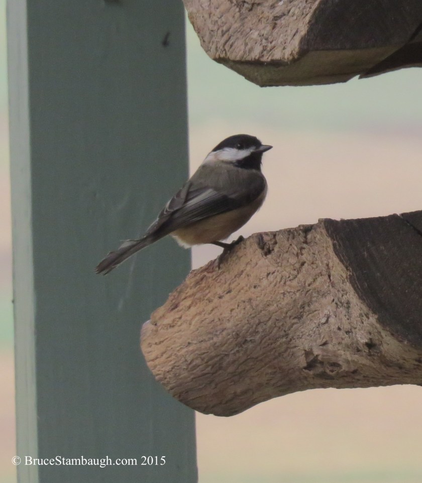 black-capped chickadee