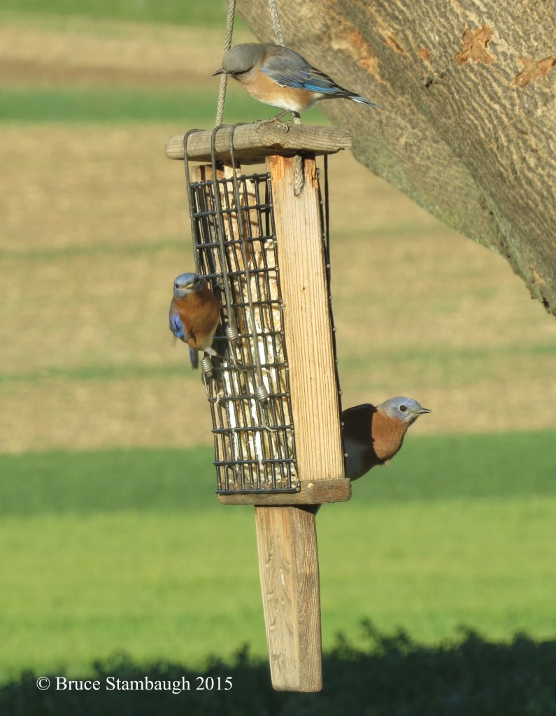 eastern bluebirds, suet