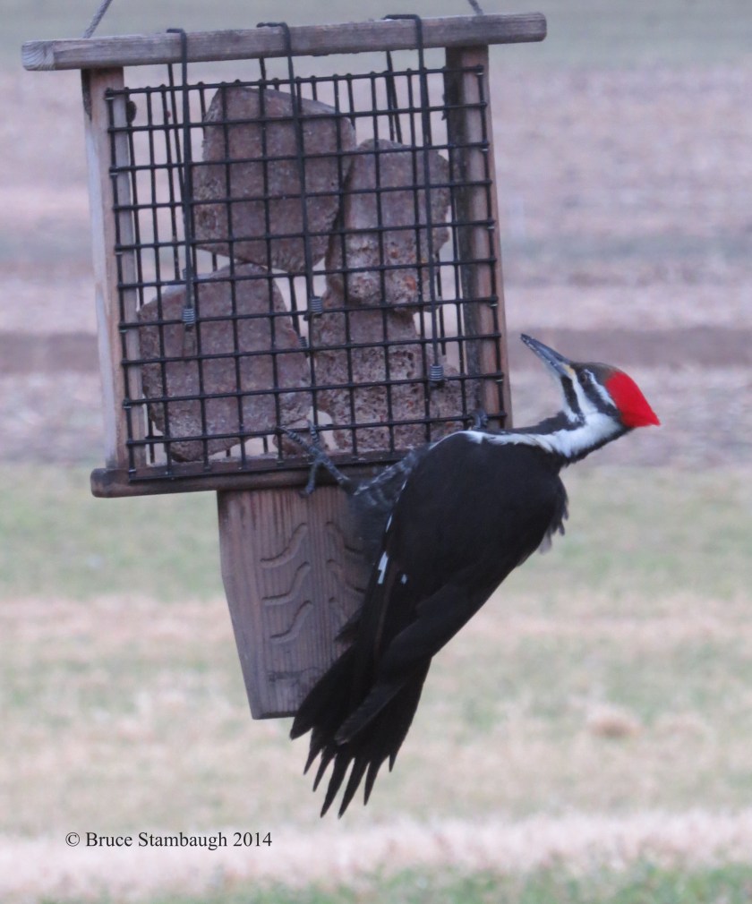 pileated woodpecker