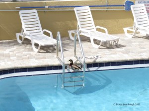 duck in swimming pool
