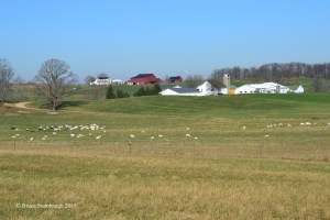 sheep grazing