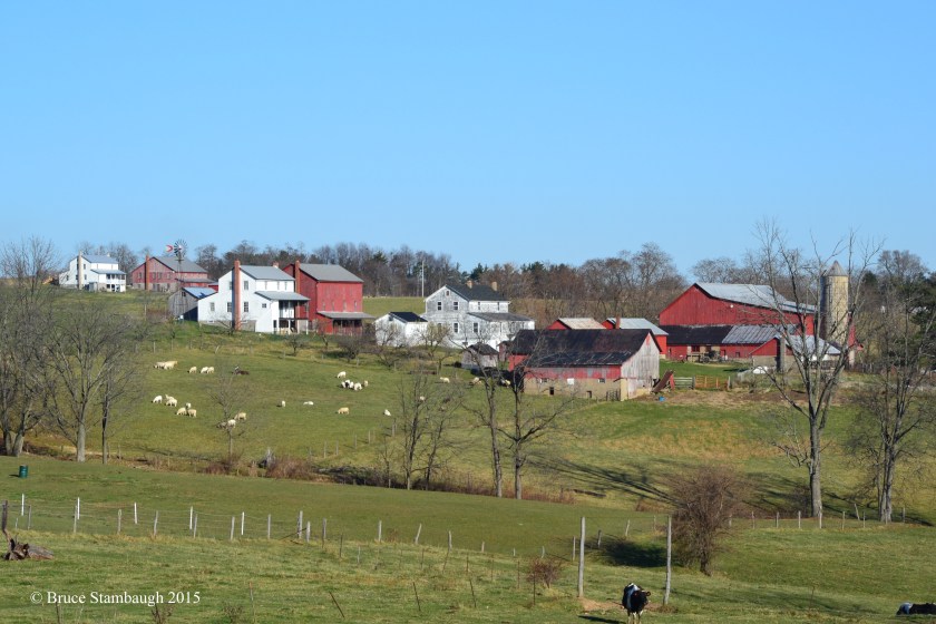 Amish farm, sheep